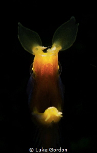This guy enjoyed the spotlight, male Ribbon Eel (Rhinomur... by Luke Gordon 